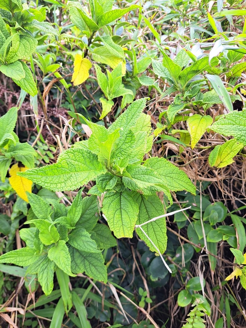 Chromolaena trigonocarpa photo 4
