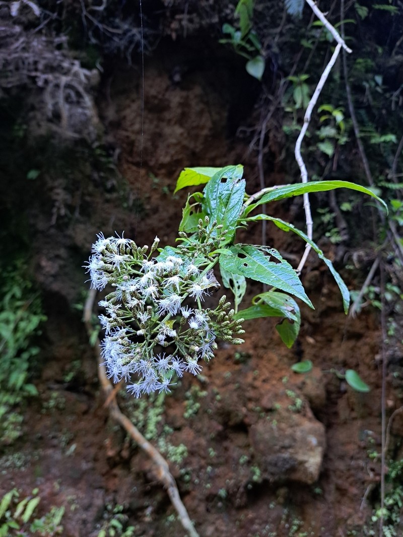 Chromolaena trigonocarpa photo 5