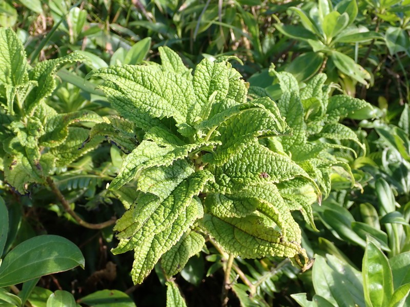 Chromolaena trigonocarpa photo 6