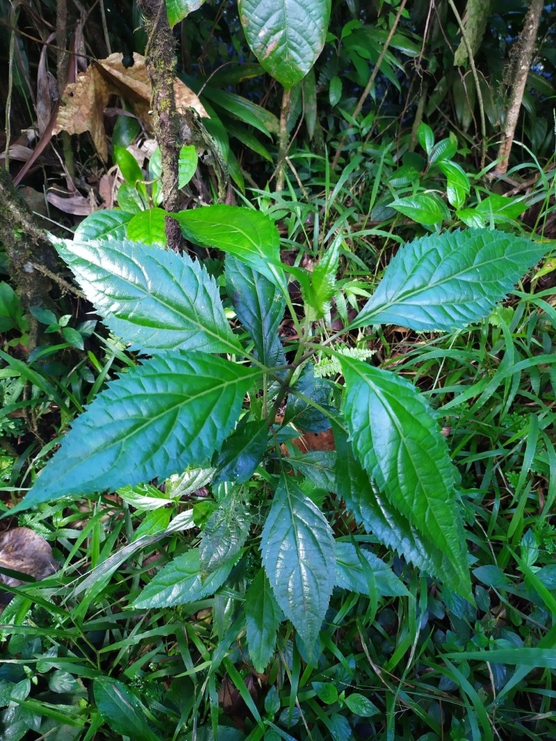 Chromolaena trigonocarpa photo 7