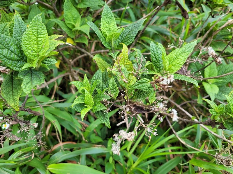 Chromolaena trigonocarpa photo 8