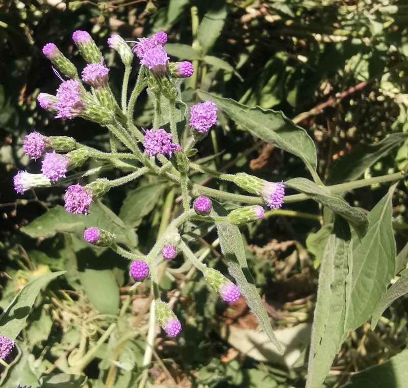 Chromolaena tunariensis