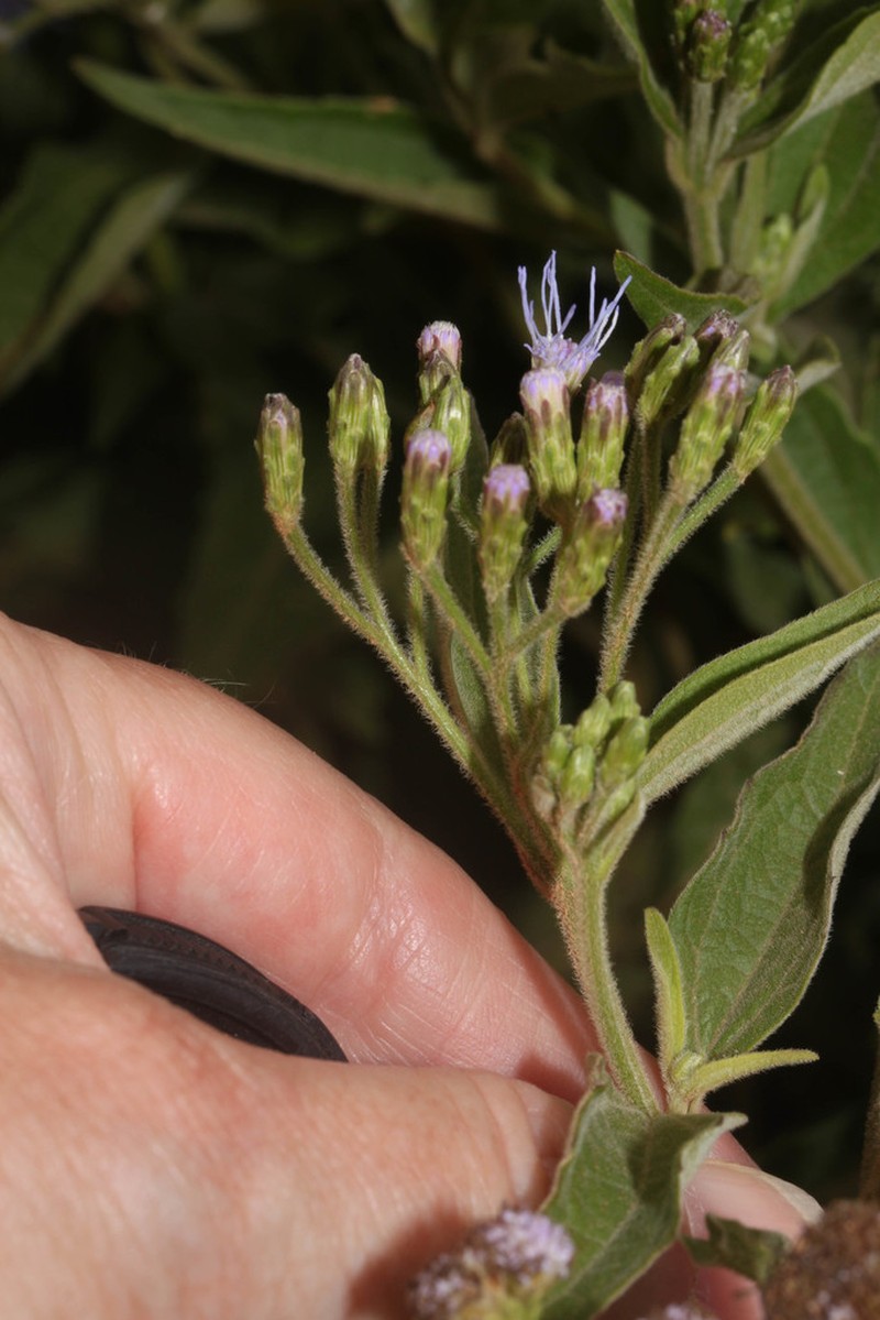 Chromolaena tunariensis photo 2