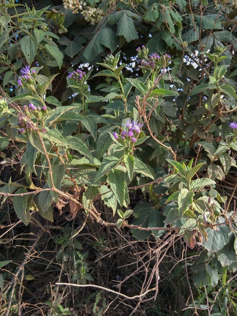 Chromolaena tunariensis photo 3