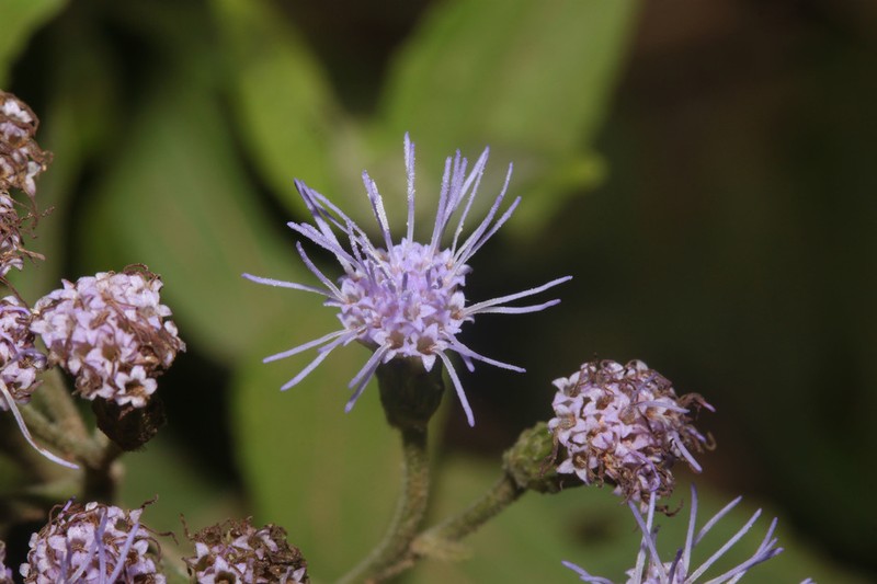 Chromolaena tunariensis photo 4