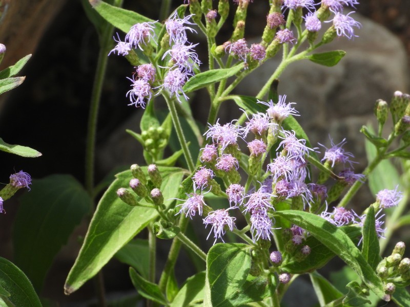 Chromolaena tunariensis photo 5