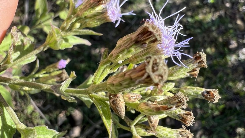 Chromolaena tunariensis photo 6