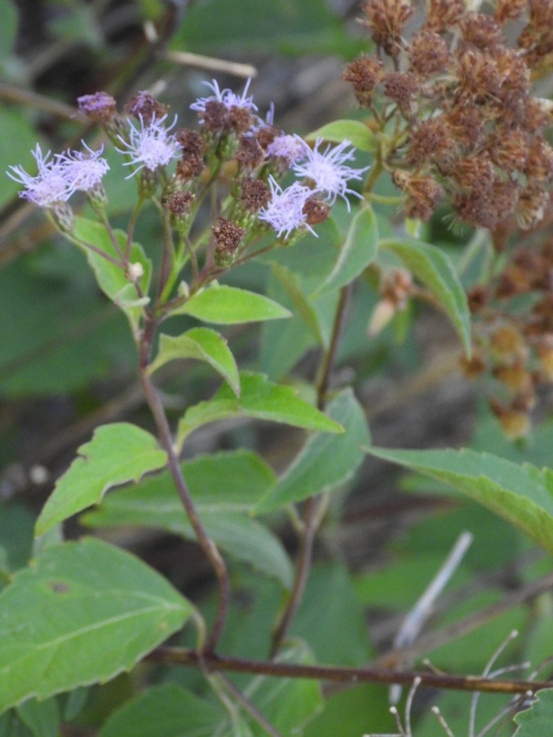 Chromolaena tunariensis photo 7