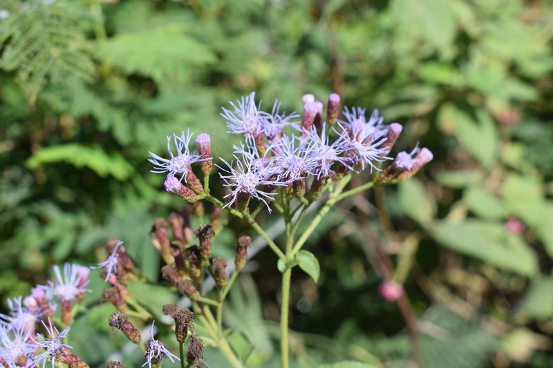 Chromolaena tunariensis photo 8
