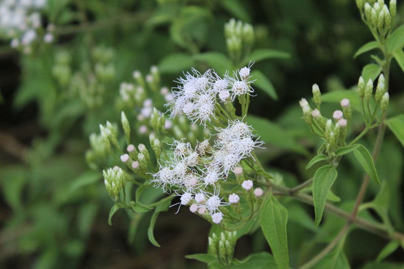 Chromolaena tyleri