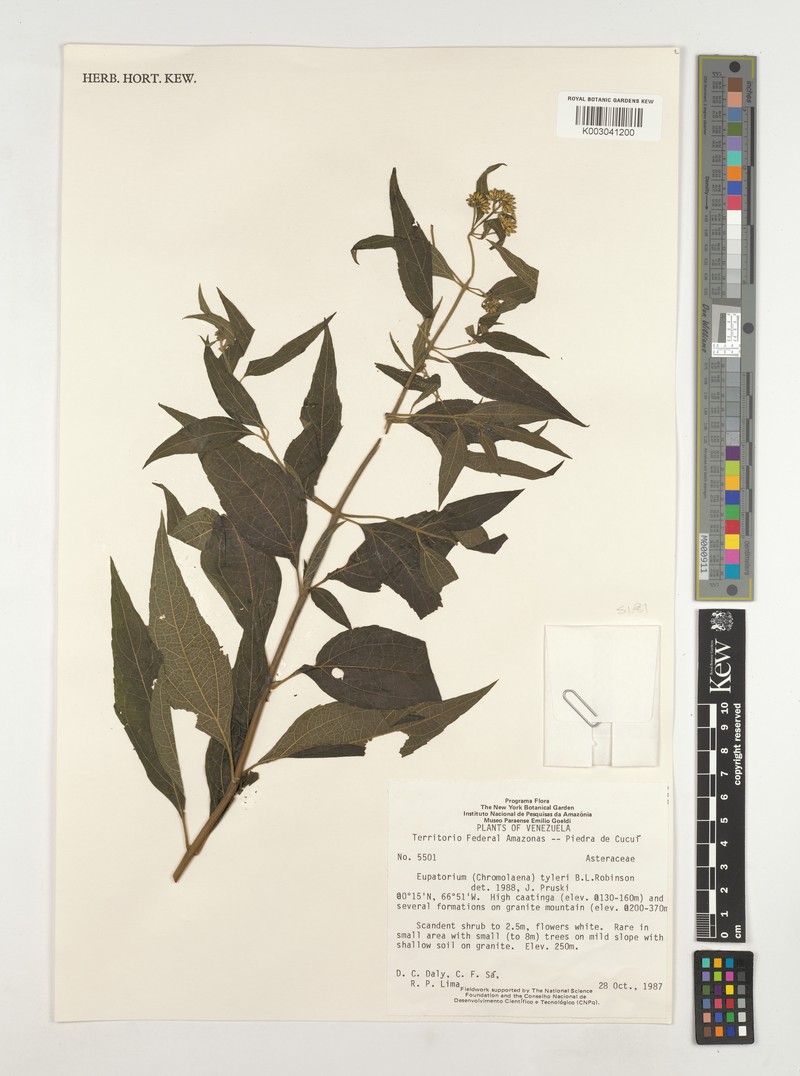 Chromolaena tyleri photo 2