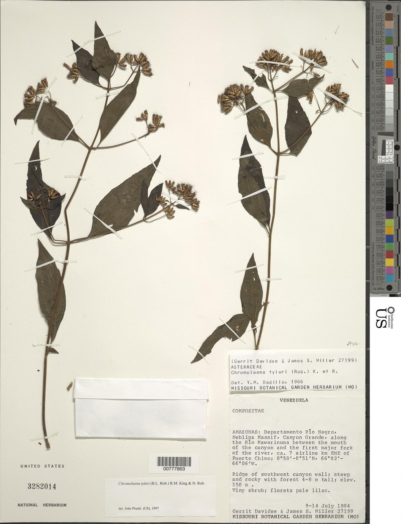 Chromolaena tyleri photo 3
