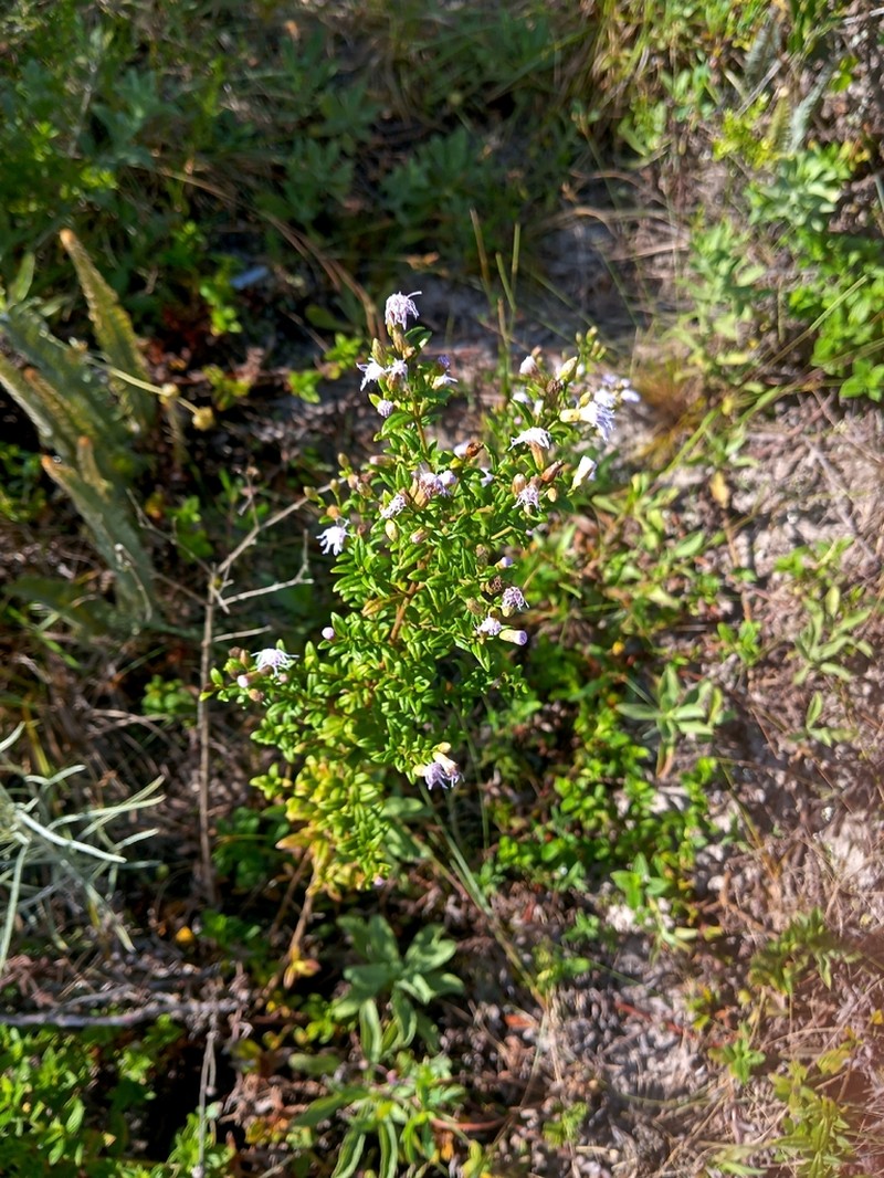 Chromolaena ulei
