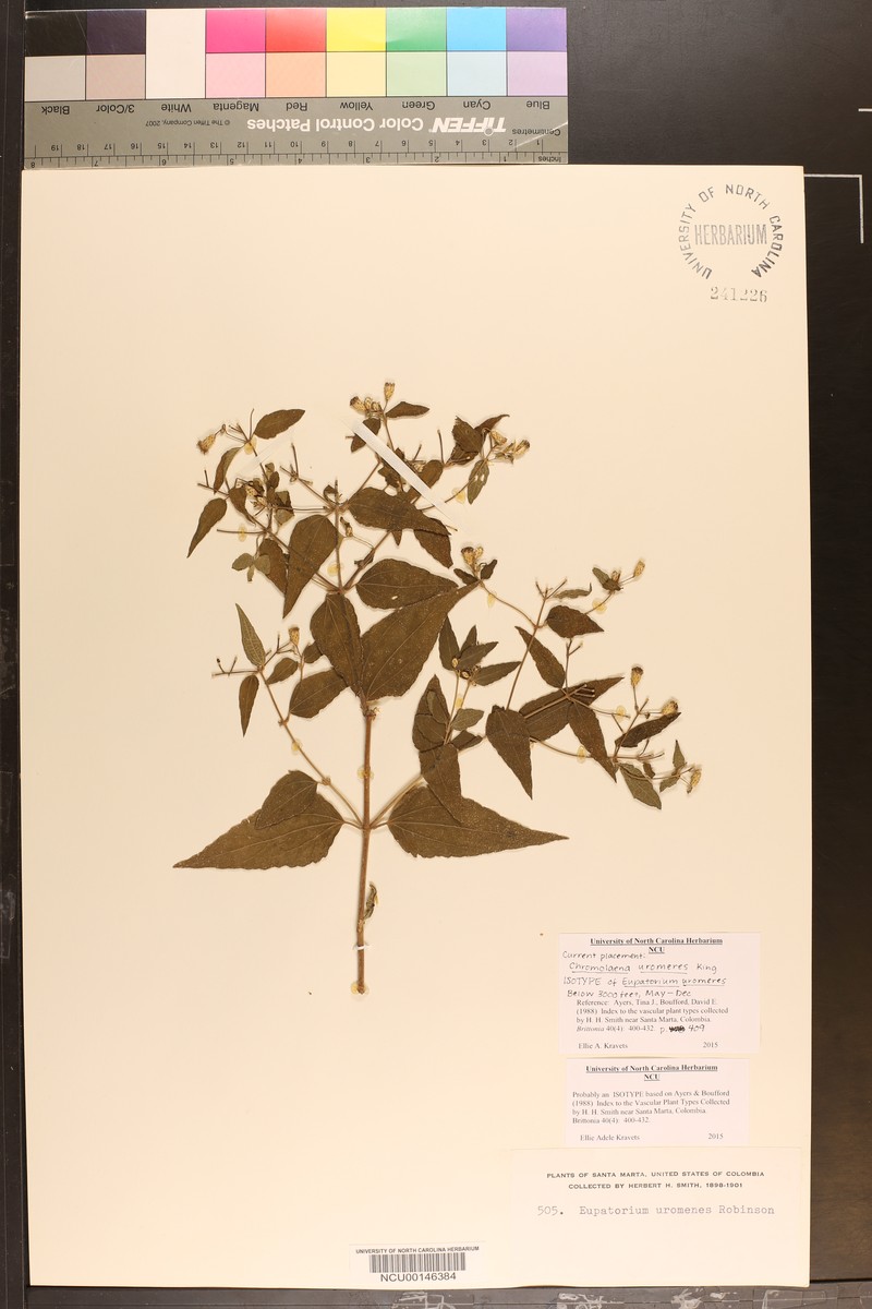 Chromolaena uromeres