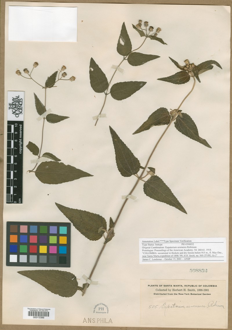 Chromolaena uromeres photo 2