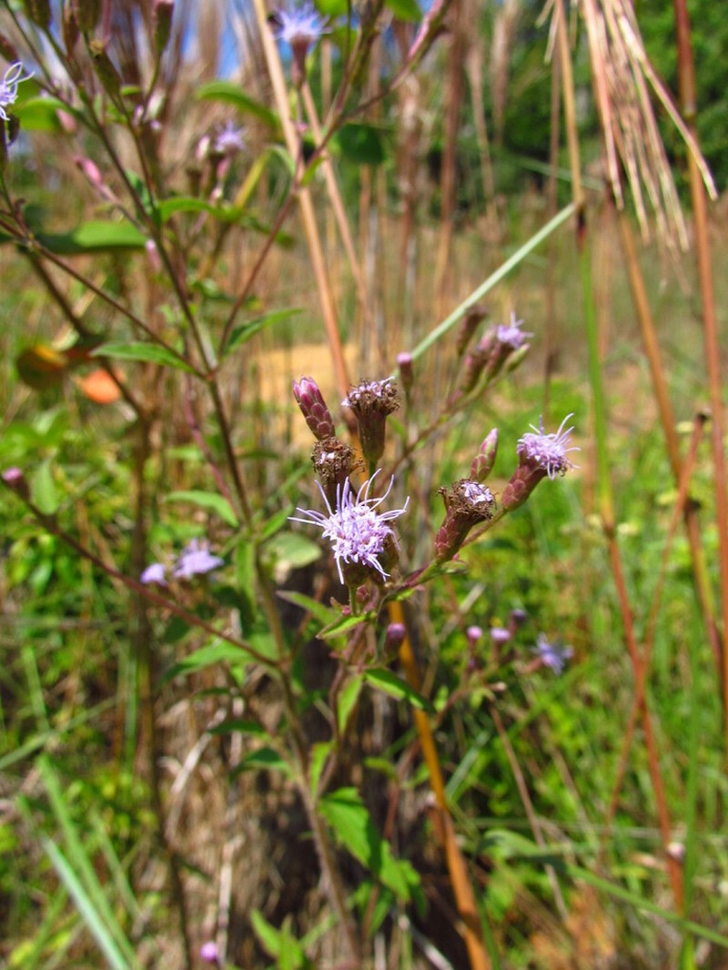 Chromolaena verbenacea