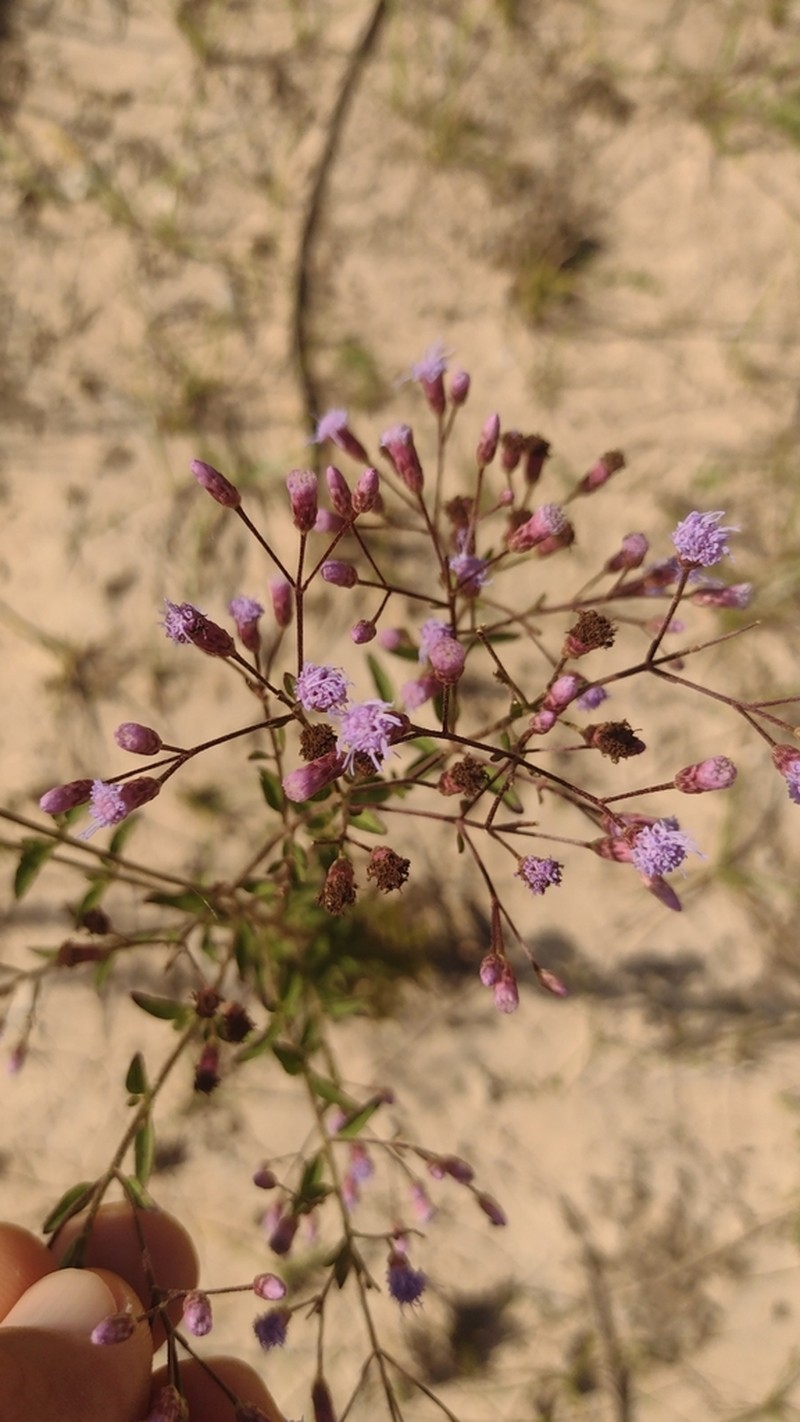 Chromolaena verbenacea photo 2
