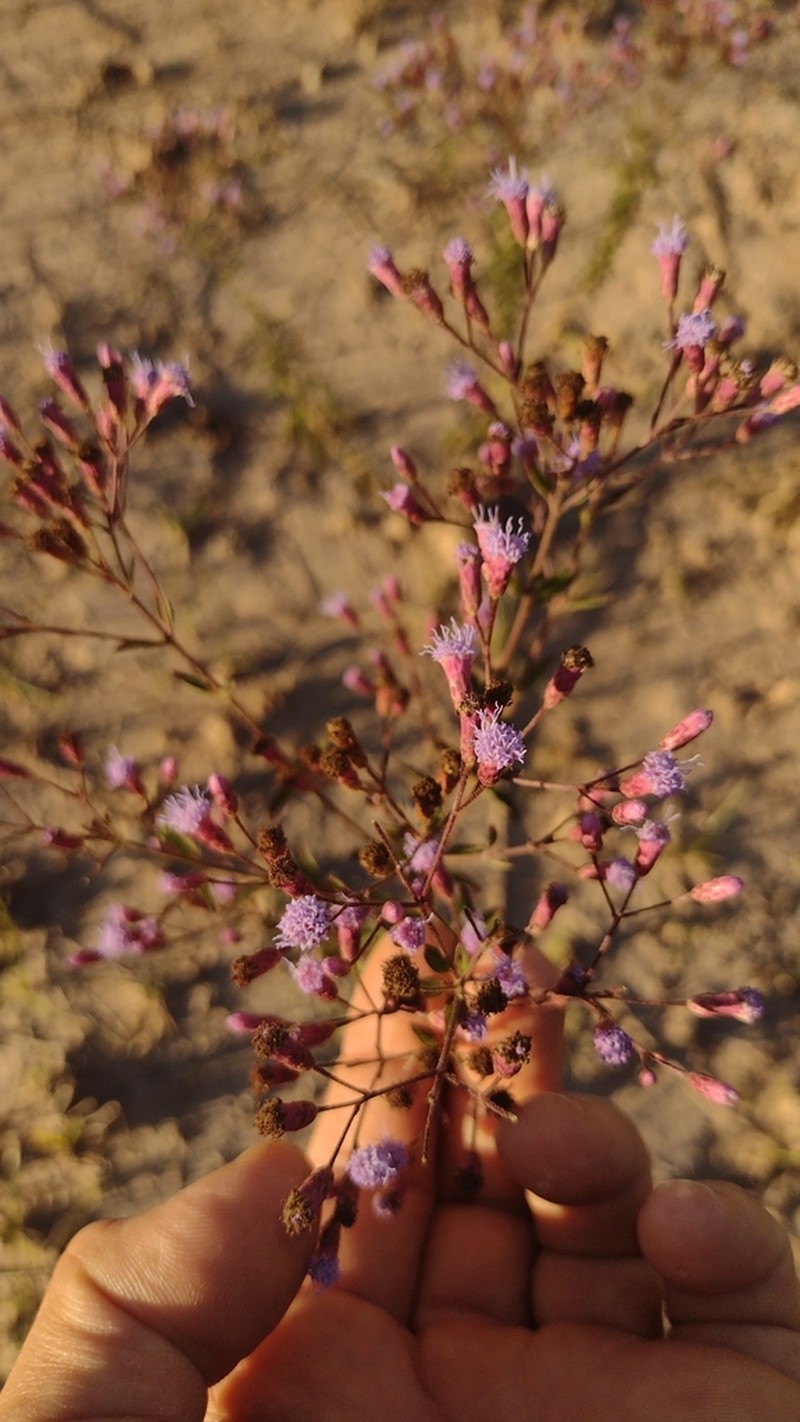Chromolaena verbenacea photo 3