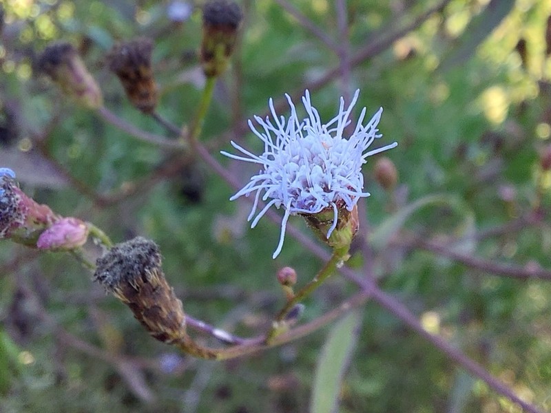 Chromolaena verbenacea photo 4