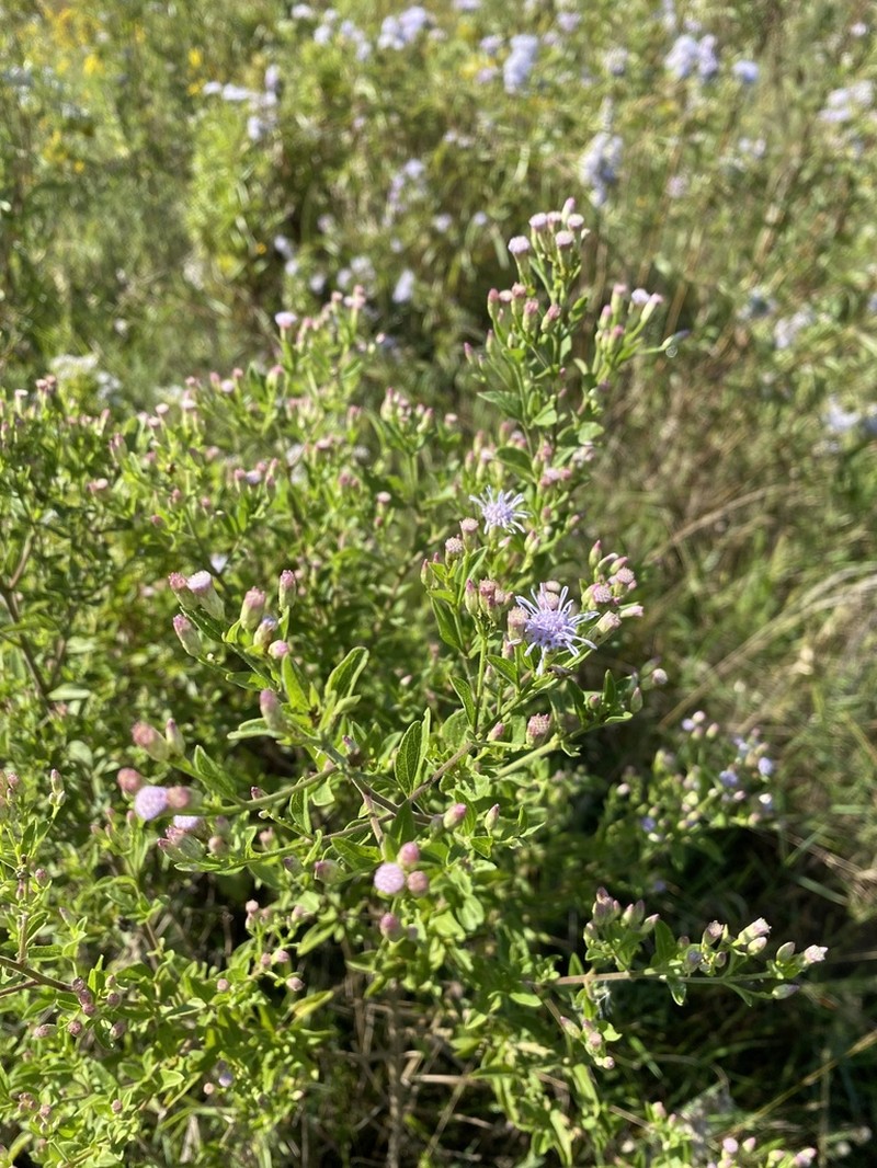 Chromolaena verbenacea photo 5