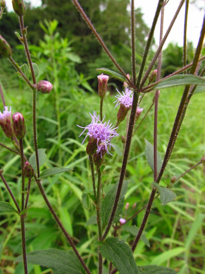 Chromolaena verbenacea photo 6