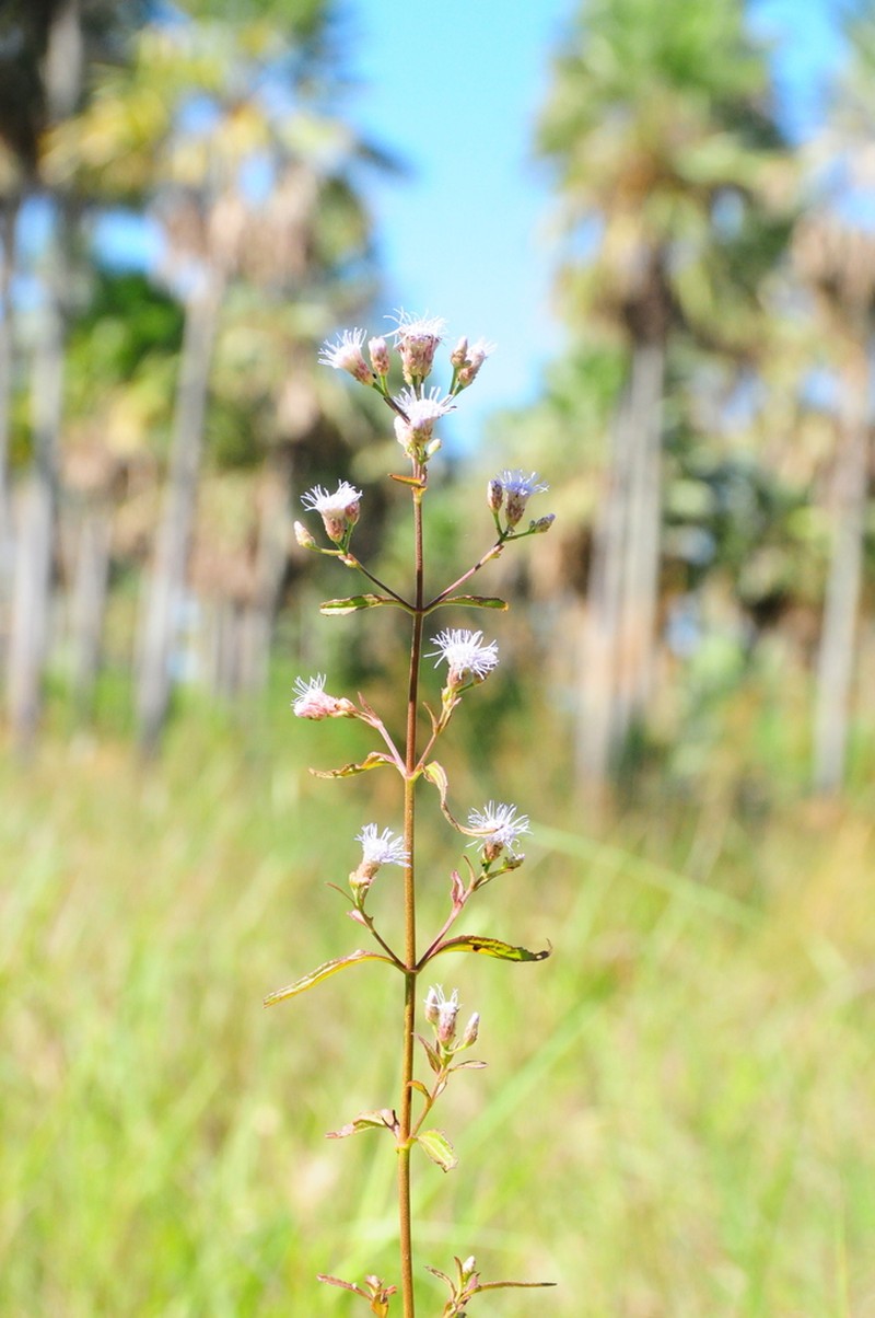 Chromolaena verbenacea photo 7