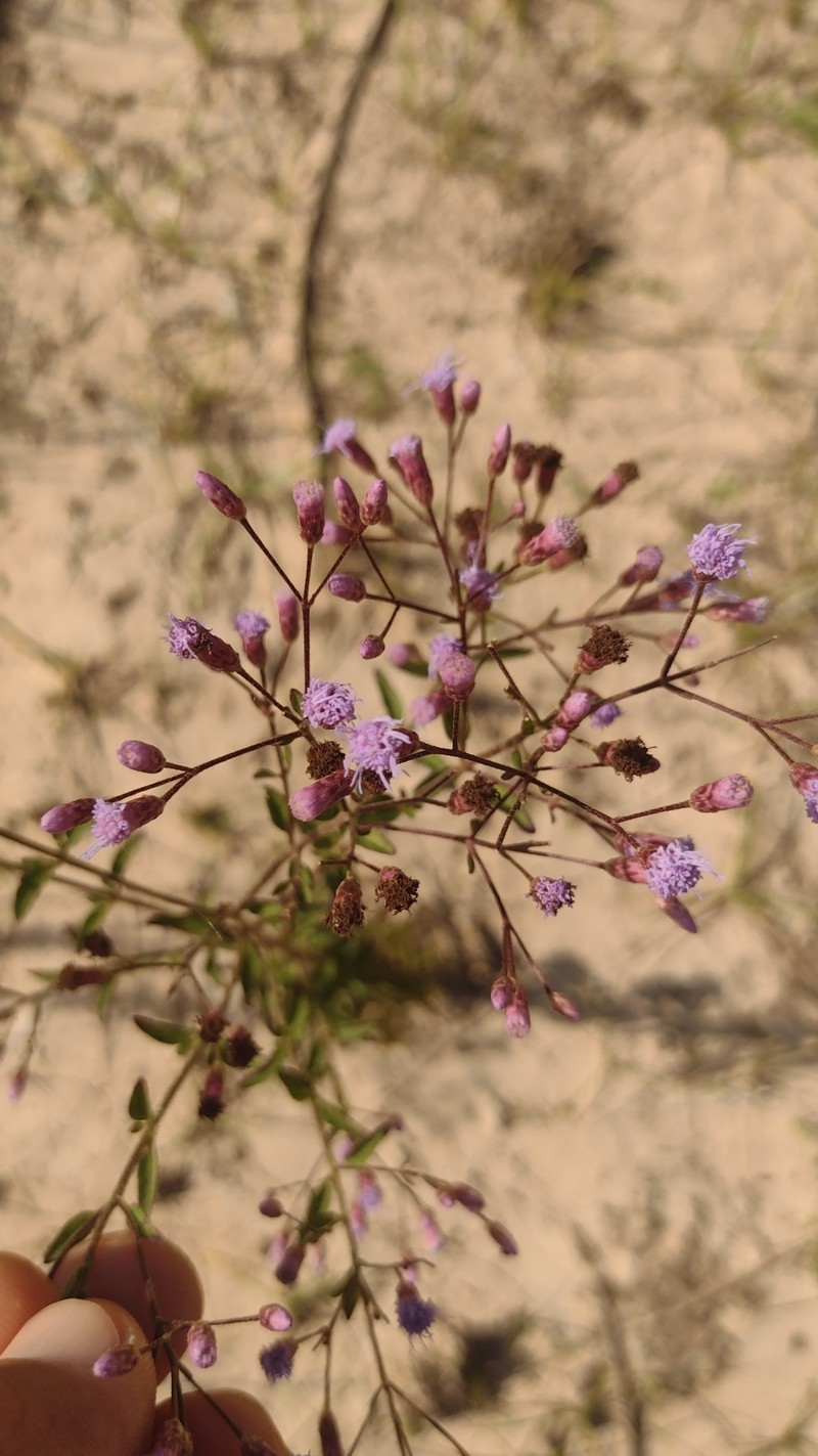 Chromolaena verbenacea photo 8