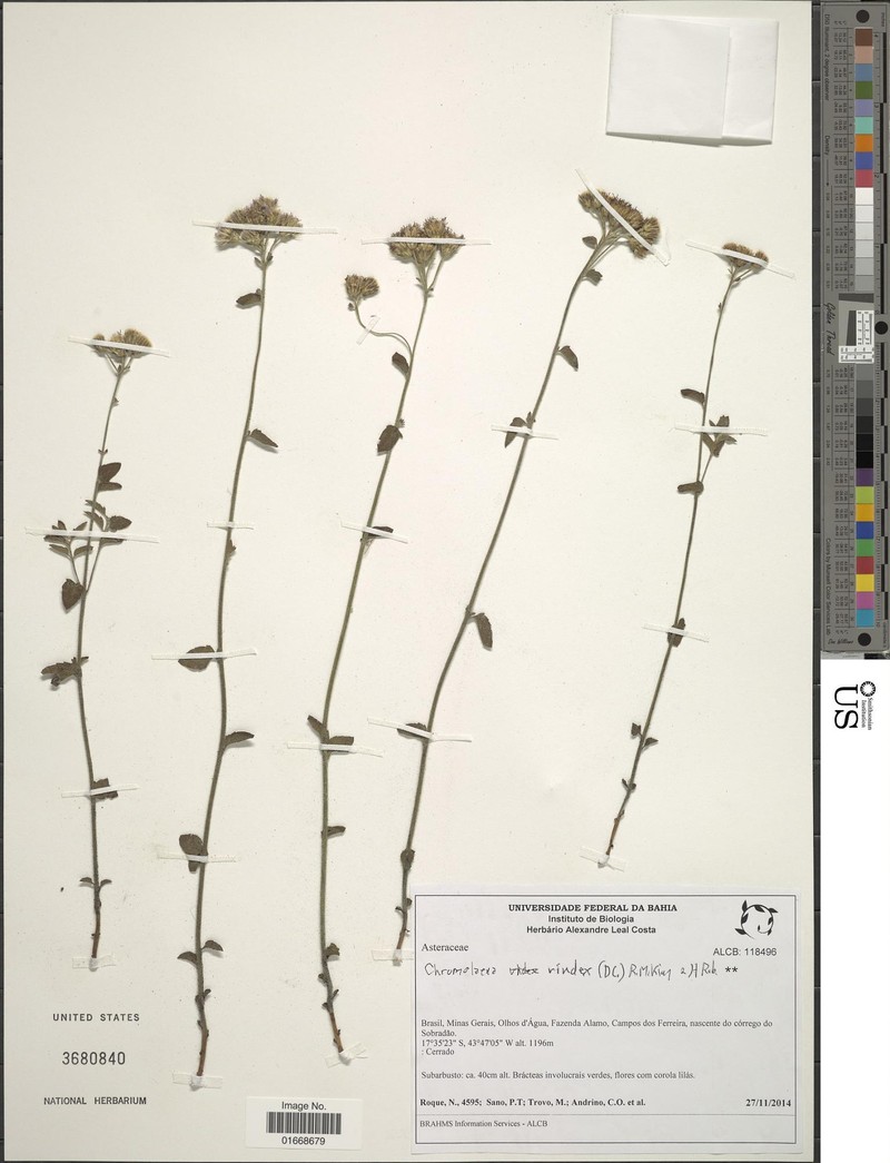 Chromolaena vindex
