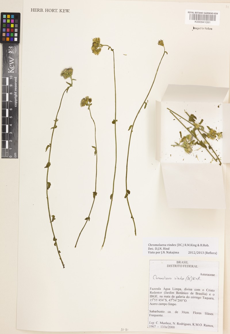 Chromolaena vindex photo 2