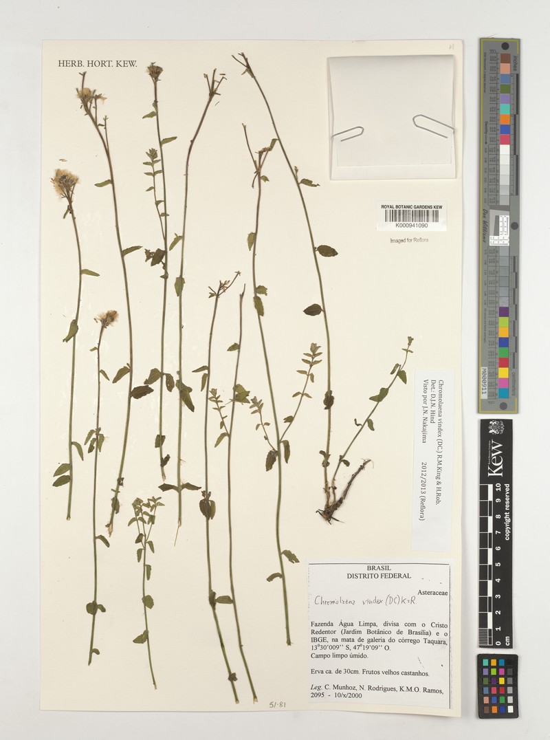Chromolaena vindex photo 3