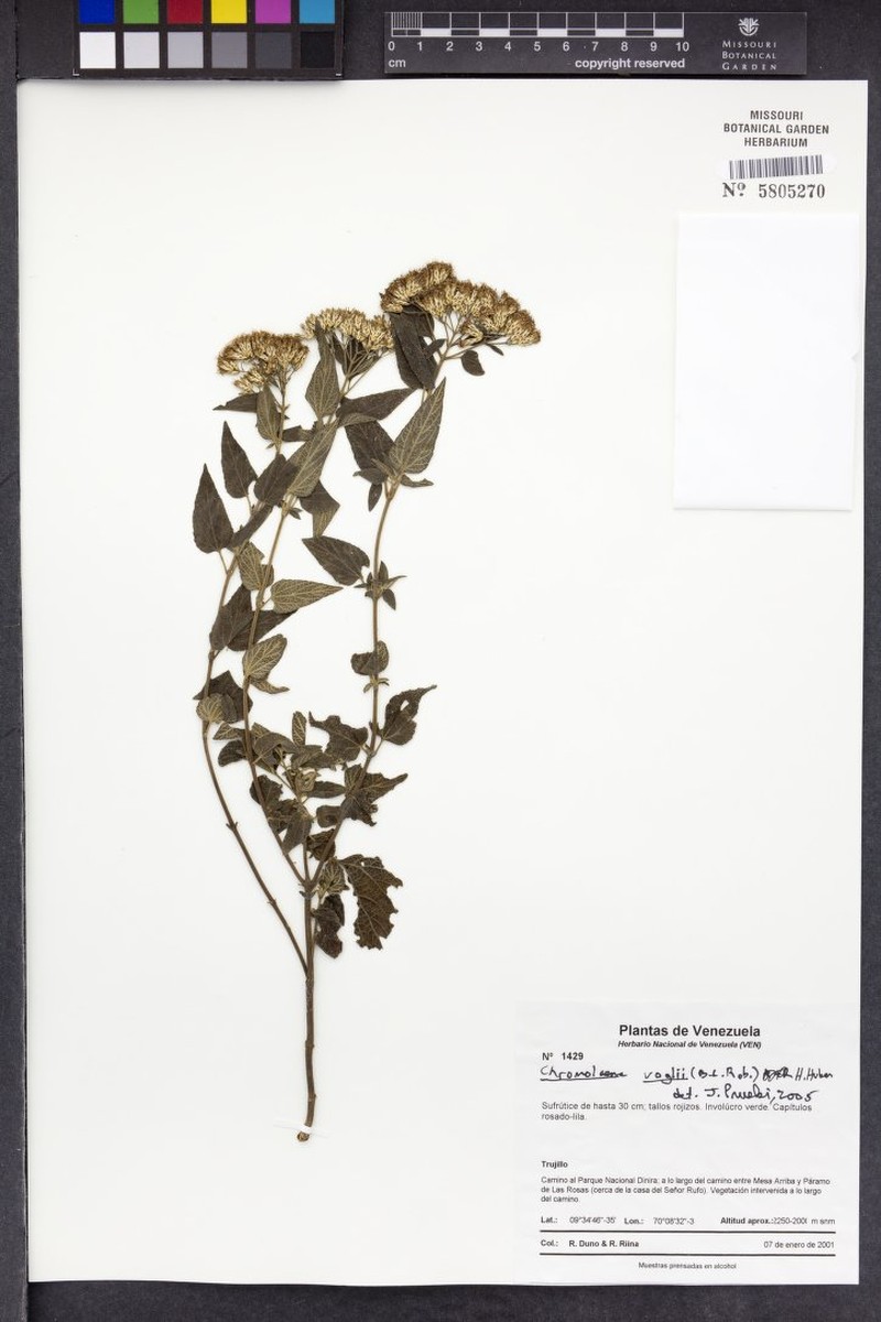 Chromolaena voglii