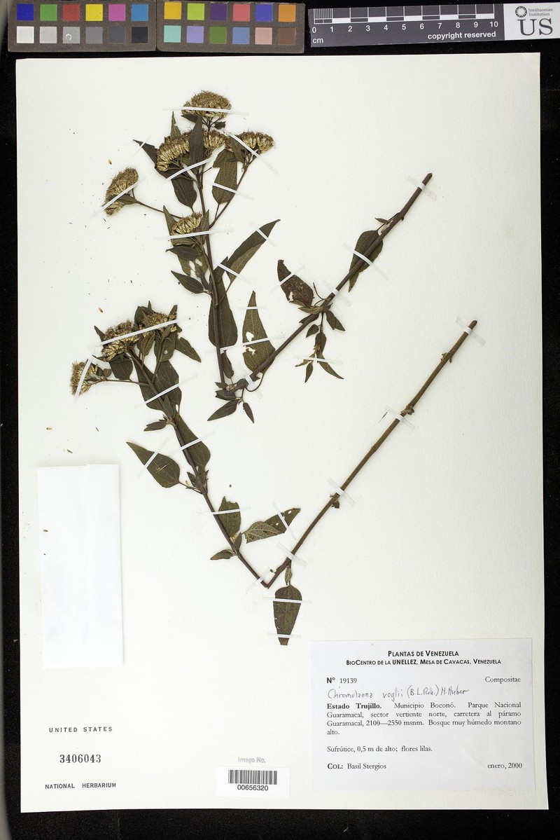 Chromolaena voglii photo 2