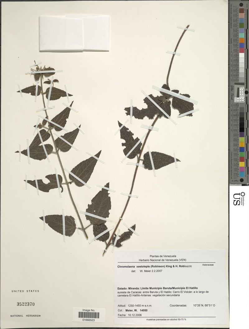 Chromolaena xestolepis