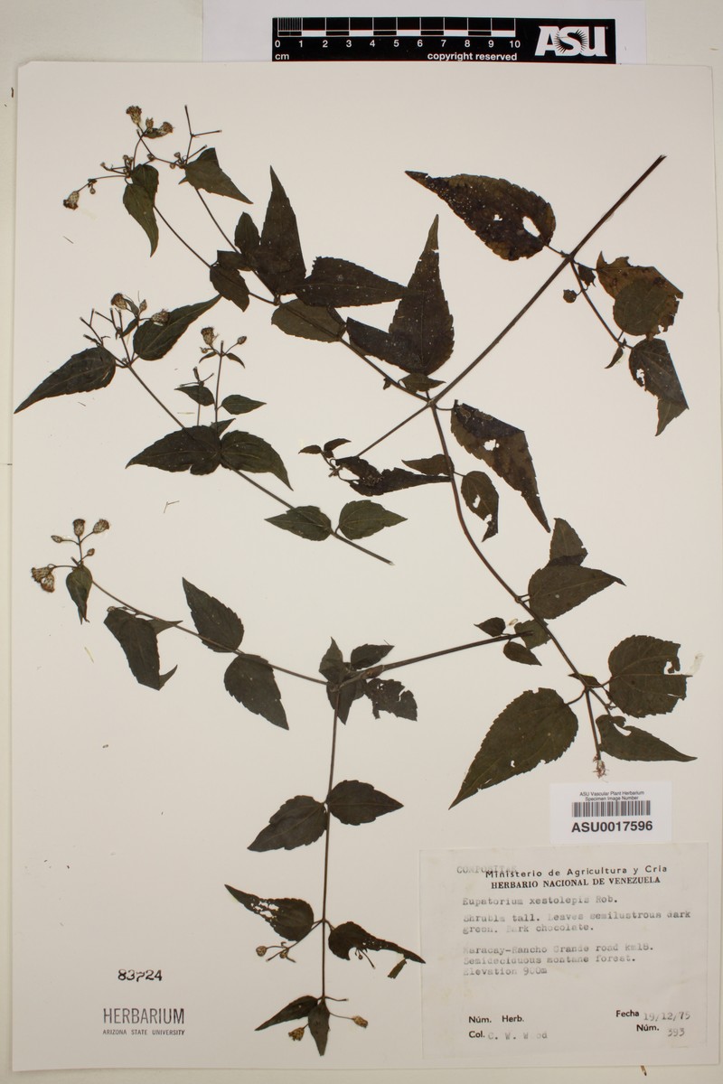 Chromolaena xestolepis photo 2