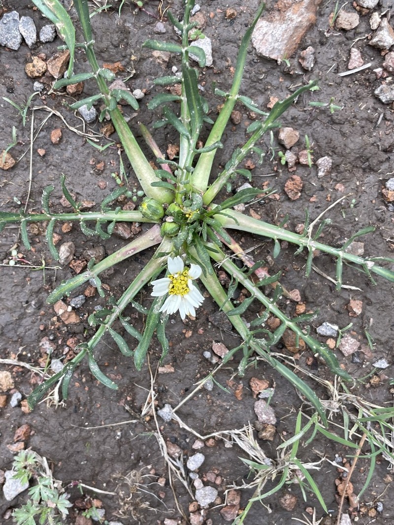Chromolepis heterophylla