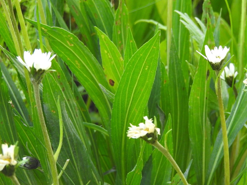 Chromolepis heterophylla photo 2