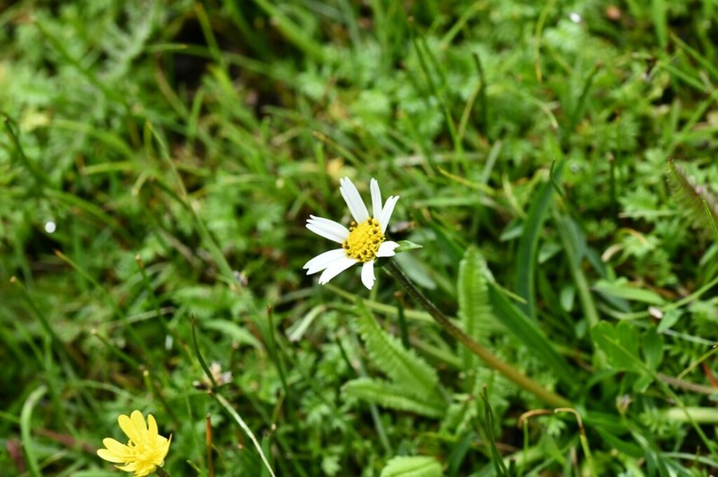 Chromolepis heterophylla photo 3