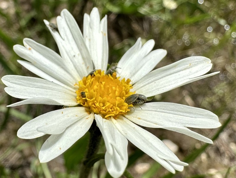 Chromolepis heterophylla photo 4