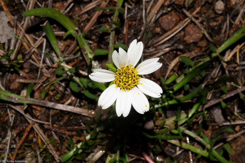 Chromolepis heterophylla photo 5