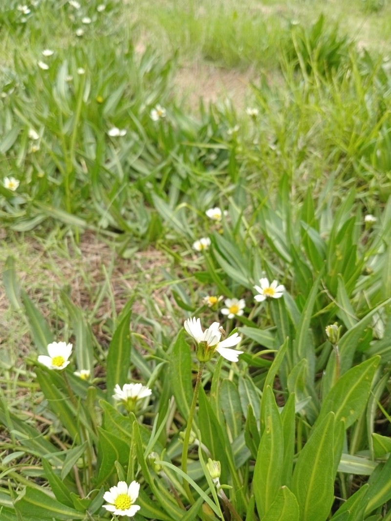 Chromolepis heterophylla photo 6