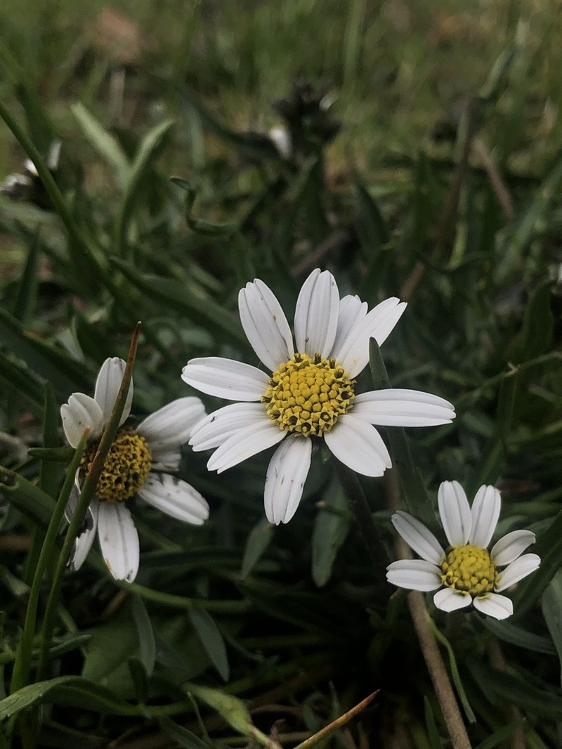 Chromolepis heterophylla photo 7