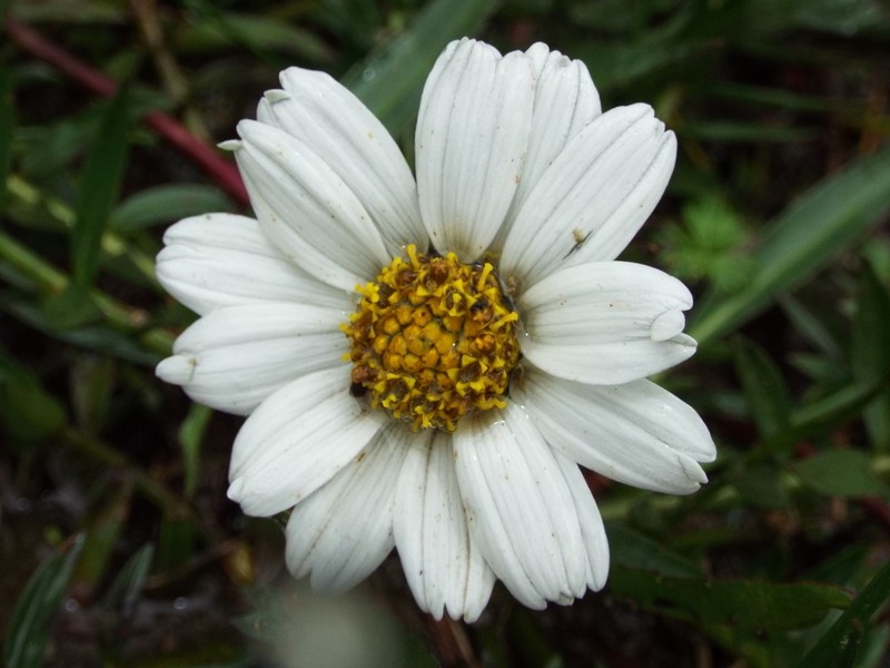 Chromolepis heterophylla photo 8