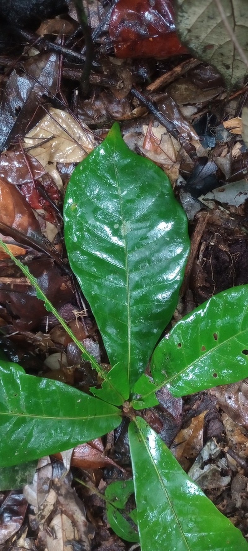 Chromolucuma flavilatex