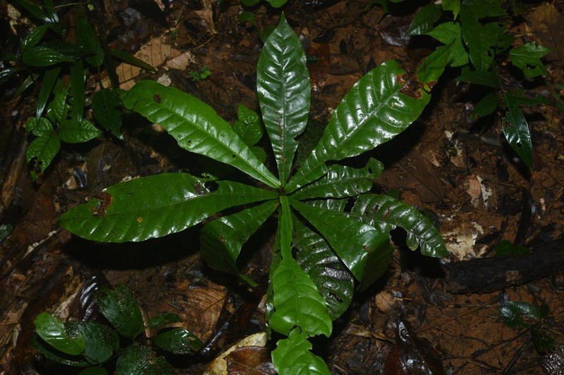 Chromolucuma flavilatex photo 2