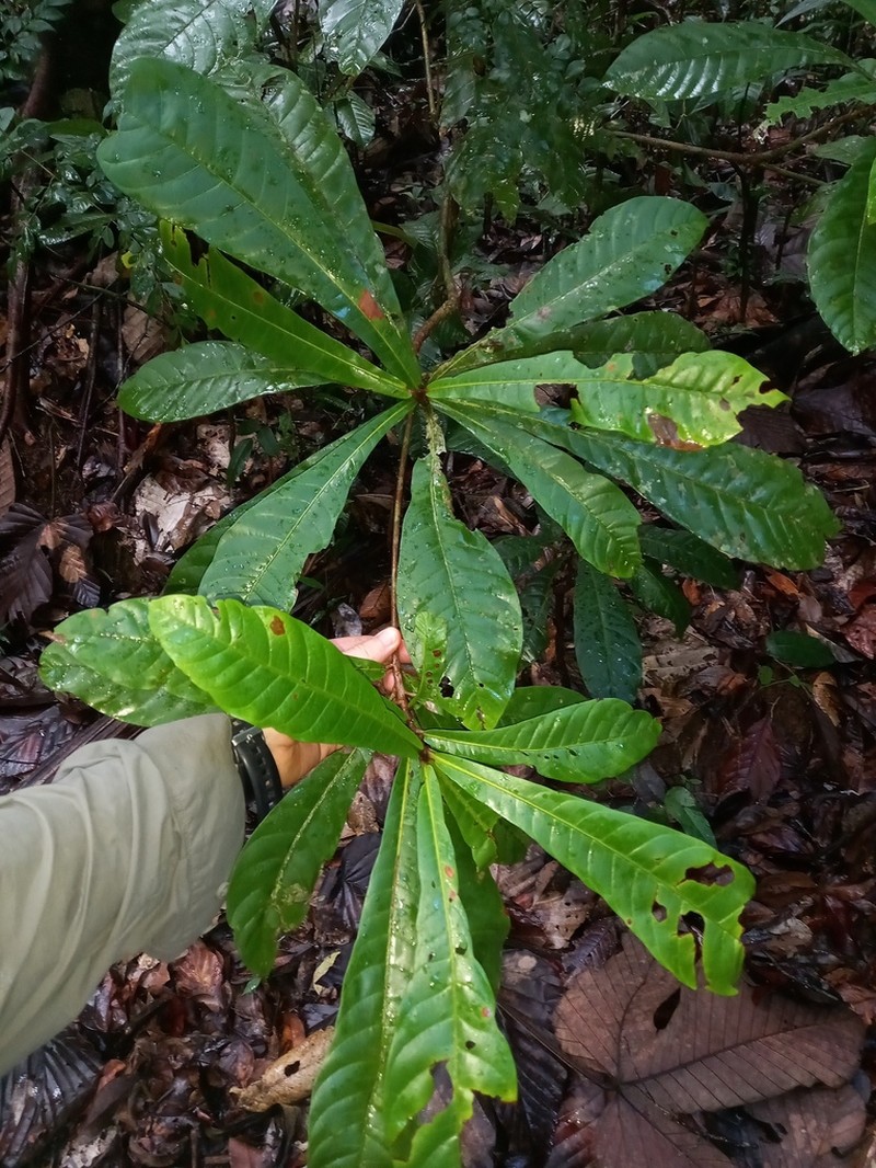 Chromolucuma flavilatex photo 3