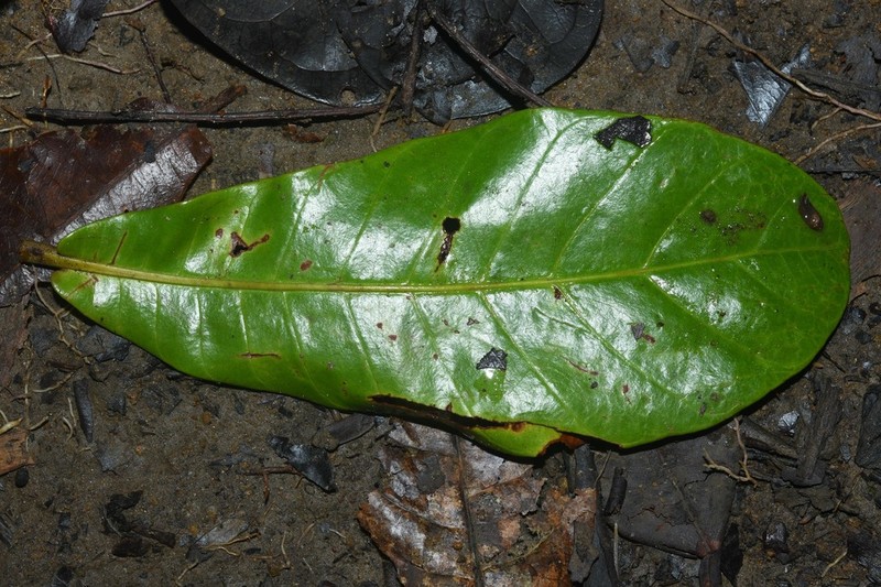 Chromolucuma flavilatex photo 4