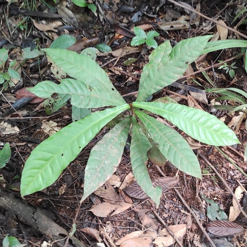 Chromolucuma flavilatex photo 5