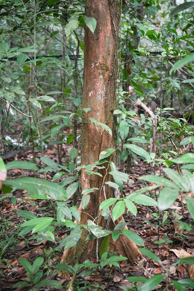 Chromolucuma flavilatex photo 6