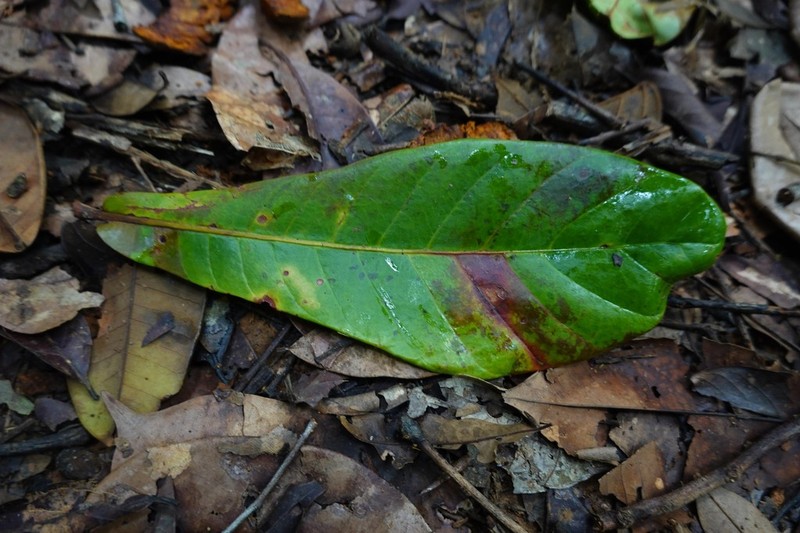 Chromolucuma flavilatex photo 7