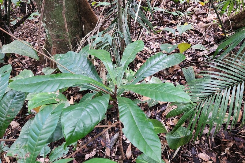 Chromolucuma flavilatex photo 8